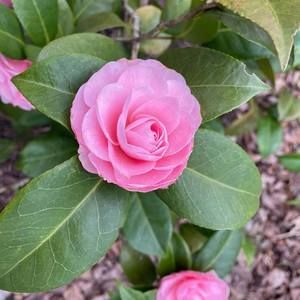 Meet your Posher, Carolyn